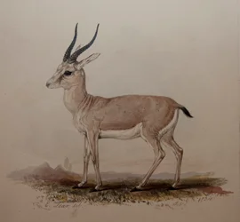 Antilope, 1834